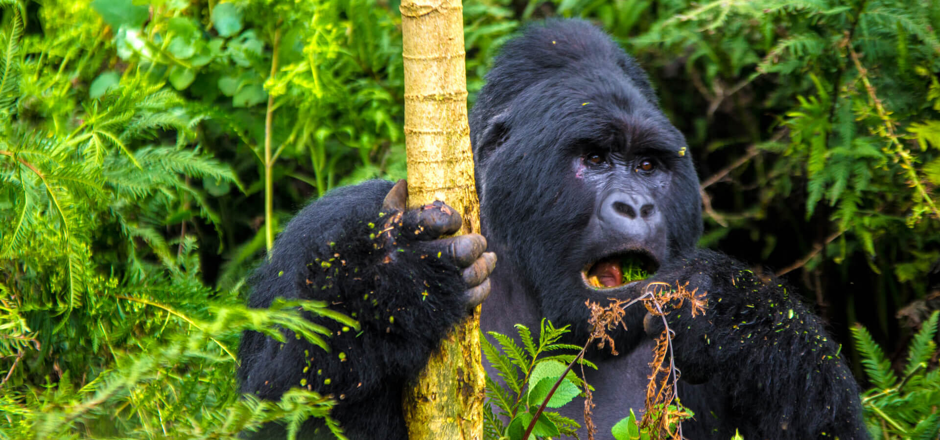 حديقة البراكين الوطنية