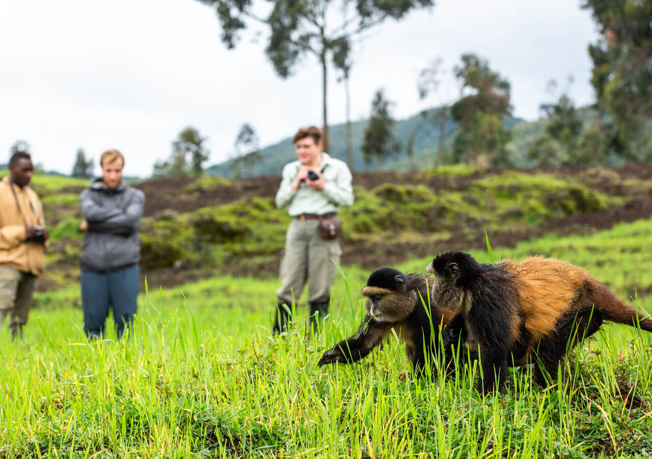 تتبع القرود الذهبية