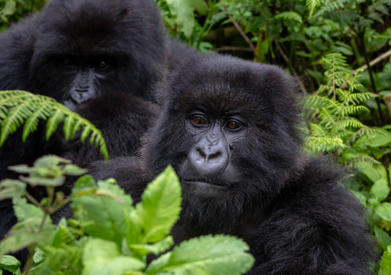 رحلات مشاهدة الغوريلا