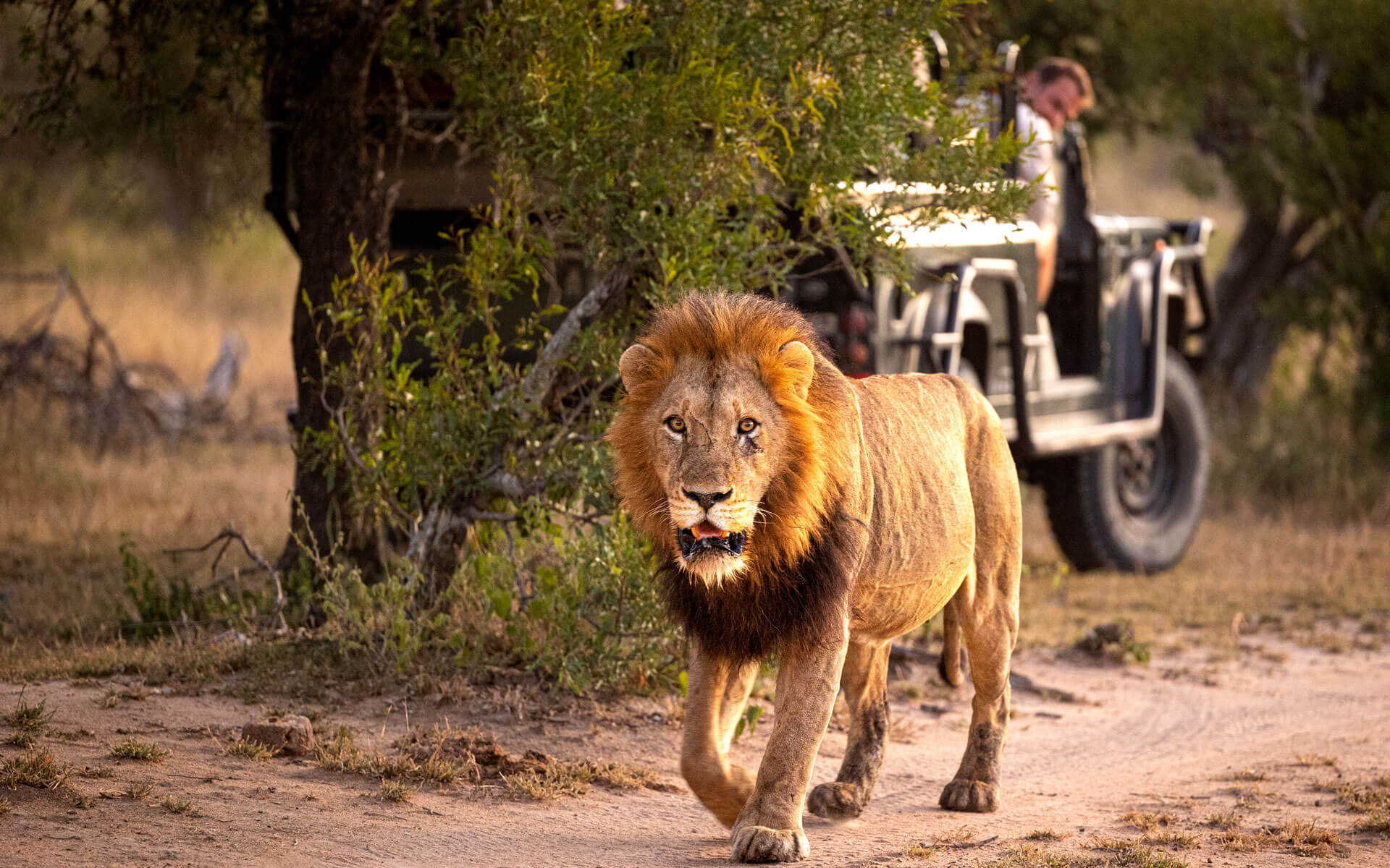 7 أيام من رحلات السفاري للاستمتاع بالحياة البرية والثقافة